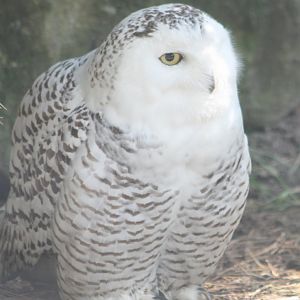 Snowy owl