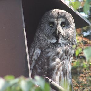 Great grey owl