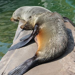 South-american fur seals