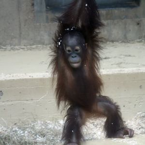 young Bornean orangutan