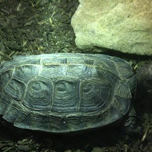 Turtle ID please