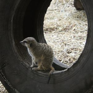 Meerkat