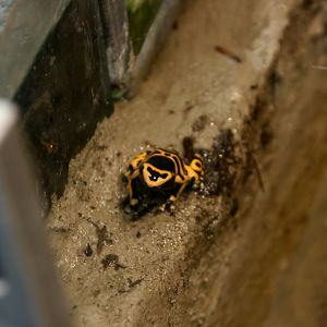 Poison dart frog