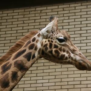 Rothschild's giraffe