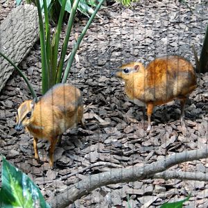 4/17/2018 - Chevrotains