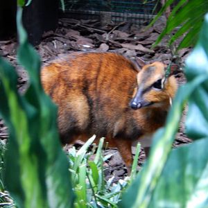 4/17/2018 - Chevrotain