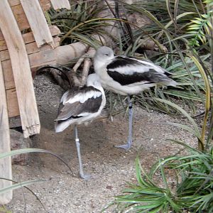 4/17/2018 - American Avocets