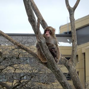 4/17/2018 - Japanese Macaque