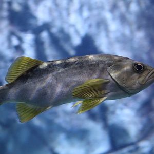 Yellowtail Rockfish