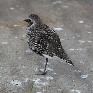 Black-Bellied Plover