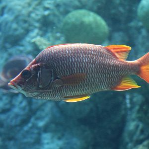 Sabre Squirrelfish