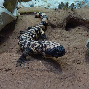 4/17/2018 - Gila Monster