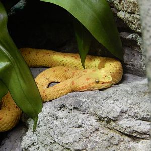 4/17/2018 - Eyelash Viper