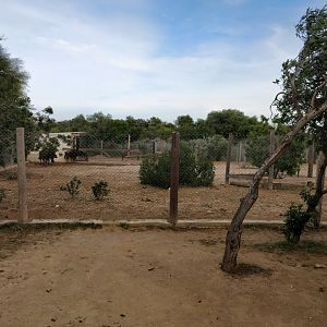 wildebeest enclosure