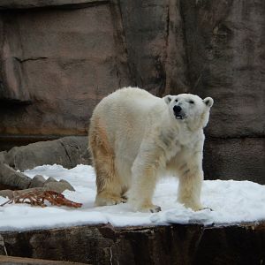 4/17/2018 - Snow Lilly