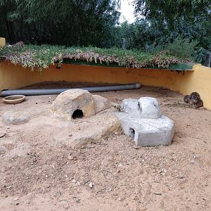 meerkat enclosure