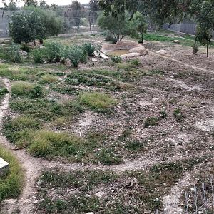 striped hyena enclosure