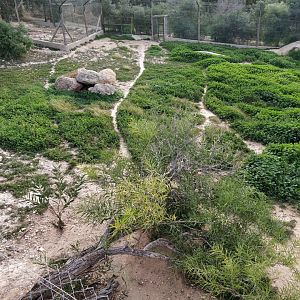 african wild dog enclosure