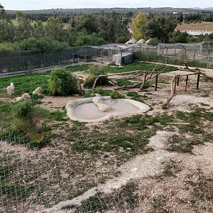 white lion enclosure