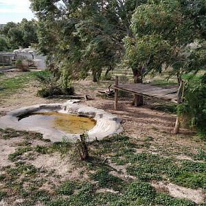african lion enclosure