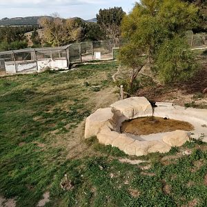 white tiger enclosure