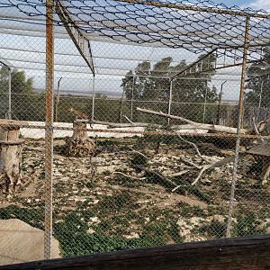 african leopard enclosure