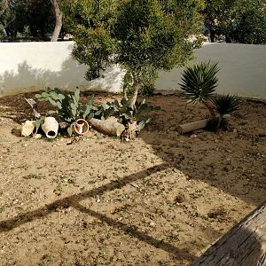 fennec fox enclosure