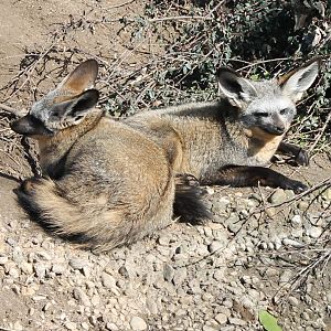 Bat-eared foxes