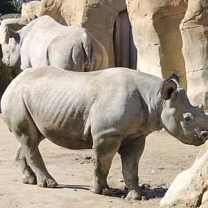 Black rhinos