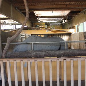 Black rhino stable