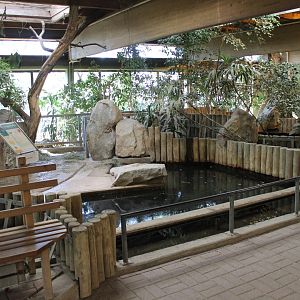 Pygmy hippo-enclosure