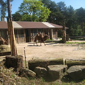 Riga Zoo - Camel exhibit