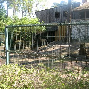 Riga Zoo - Vicuna exhibit