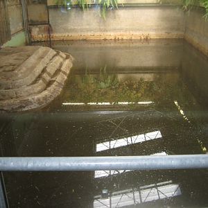 Riga Zoo - Pachyderm house - Hippo indoor exhibit