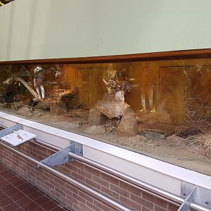 Enclosure Chuckwalla