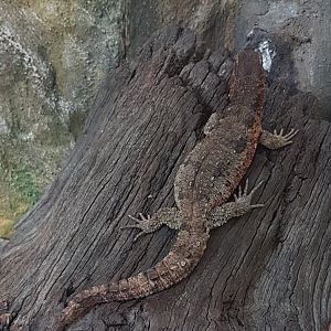 Crocodile-tailed lizard