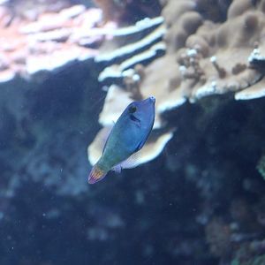 Blackbar Filefish