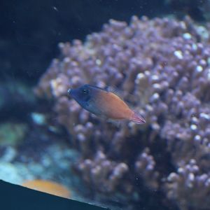 Blackbar Filefish