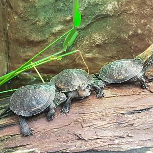 European pond turtles