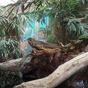 Philippine sail-fin lizard