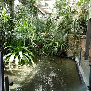 Enclosure False gharial