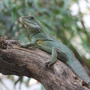 Green water dragon