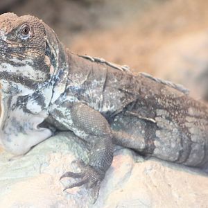 Guatamala spiny-tailed iguana