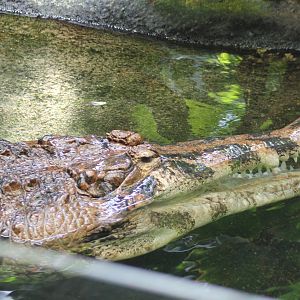 False gharial