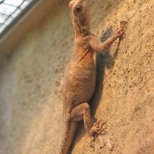 Common agama