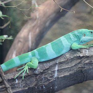 Fiji banded iguana