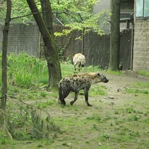 Spotted Hyena