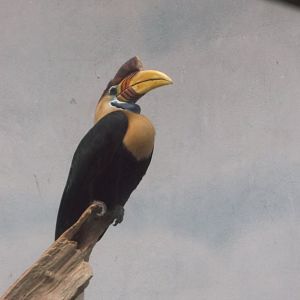 Sulawesi Knobbed Hornbills