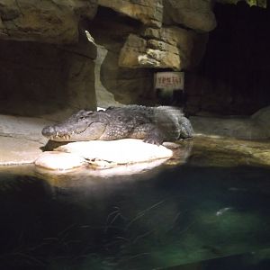 Nile crocodile