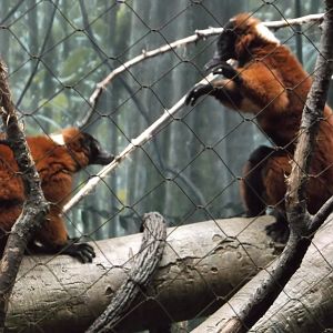 Red-ruffed lemur